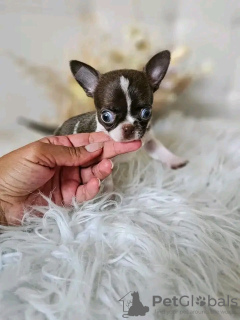 Zdjęcie №1. chihuahua (rasa psów) - na sprzedaż w Paryż | Bezpłatny | Zapowiedź №126843