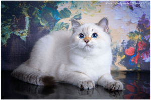 Zdjęcie №1. kot brytyjski krótkowłosy - na sprzedaż w Czerkiesk | 3465zł | Zapowiedź № 3346