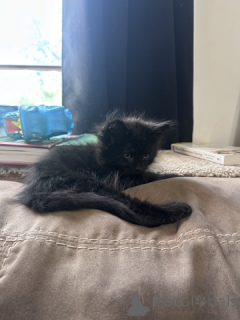 Zdjęcie №4. Sprzedam maine coon w 9, podwójne ławice.  - cena - 305zł