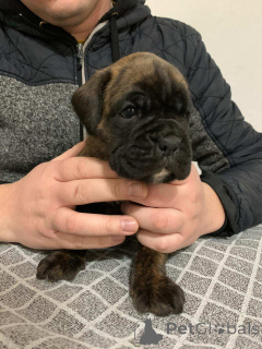 Zdjęcie №3. Niemiecki bokser. Serbia