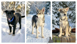 Zdjęcie №1. pies nierasowy - na sprzedaż w Moskova | Bezpłatny | Zapowiedź №166395