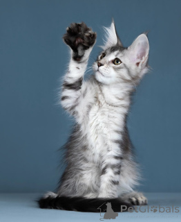 Zdjęcie №3. Kittens Maine Kun. Federacja Rosyjska