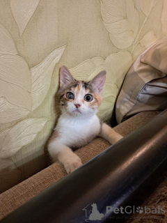 Zdjęcie №2 do zapowiedźy № 162927 na sprzedaż   - wkupić się Federacja Rosyjska prywatne ogłoszenie