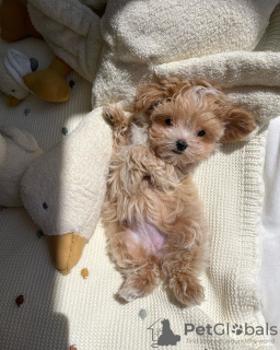 Zdjęcie №3. maltipoo. Niemcy