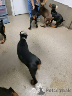 Zdjęcie №1. doberman - na sprzedaż w Aarhus | 3588zł | Zapowiedź №173506