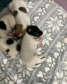 Zdjęcie №1. jack russell terrier - na sprzedaż w Alkmar | 2870zł | Zapowiedź №172083