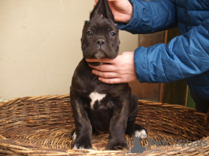 Dodatkowe zdjęcia: Cane Corso szczenięta na sprzedaż