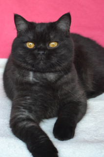 Zdjęcie №1. kot brytyjski krótkowłosy - na sprzedaż w Odessa | 971zł | Zapowiedź № 5578