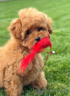 Zdjęcie №1. pudel (zabawka) - na sprzedaż w London Borough of Camden | negocjowane | Zapowiedź №155038