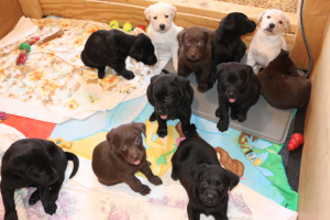 Dodatkowe zdjęcia: Labrador labradory biszkoptowe, czarne, czekoladodwe szczeniaki