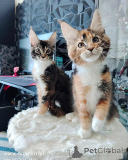 Zdjęcie №1. maine coon - na sprzedaż w Popiół | negocjowane | Zapowiedź № 166216