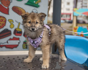 Zdjęcie №3. Poszukiwanie miniaturowej księżniczki Luna szuka domu!. Federacja Rosyjska