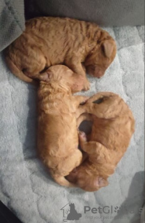 Zdjęcie №4. Sprzedam pudel (zabawka) w Belgrad.  - cena - negocjowane