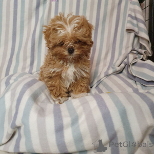 Zdjęcie №1. pudel (zabawka) - na sprzedaż w Monachium | 2153zł | Zapowiedź №159053