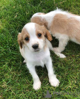 Zdjęcie №3. Urocze szczenięta Cavalier King Charles do bezpłatnej adopcji. Niemcy