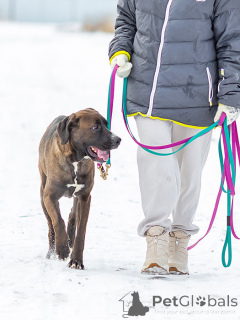 Zdjęcie №2 do zapowiedźy № 163070 na sprzedaż  pies nierasowy - wkupić się Federacja Rosyjska prywatne ogłoszenie