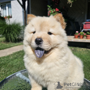 Zdjęcie №3. Chow Chow males. Serbia