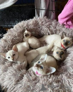 Zdjęcie №1. kot syjamski - na sprzedaż w Warszawa | 2392zł | Zapowiedź № 140165