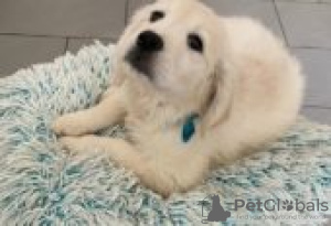 Zdjęcie №1. golden retriever - na sprzedaż w Berlin | Bezpłatny | Zapowiedź №126893