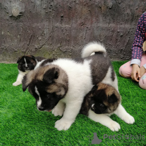 Zdjęcie №1. akita (rasa psa) - na sprzedaż w Невада | 1532zł | Zapowiedź №30134