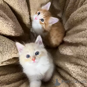 Zdjęcie №2 do zapowiedźy № 167271 na sprzedaż  kot syberyjski - wkupić się Niemcy prywatne ogłoszenie