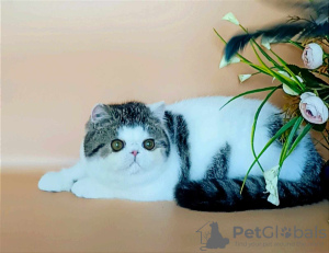 Zdjęcie №1. kot egzotyczny - na sprzedaż w Niżny Nowogród | negocjowane | Zapowiedź № 66015