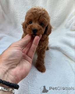 Zdjęcie №2 do zapowiedźy № 147259 na sprzedaż  pudel (royal) - wkupić się Australia hodowca