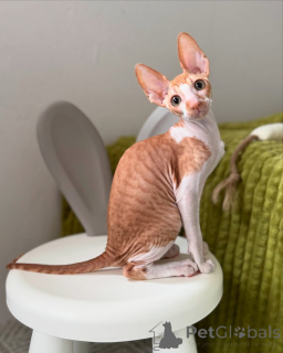 Zdjęcie №1. kot cornish rex - na sprzedaż w Monachium | negocjowane | Zapowiedź № 164280