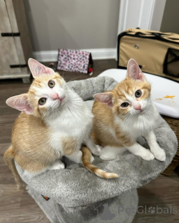 Zdjęcie №3. Kot domowy. Niemcy