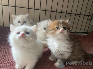 Zdjęcie №1. munchkin krótkowłosy - na sprzedaż w Taufkirchen | 2153zł | Zapowiedź № 166308