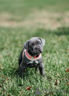 Zdjęcie №3. Chiots Cane Corso do sprzedaży. Belgia