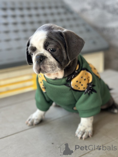 Zdjęcie №2 do zapowiedźy № 155043 na sprzedaż  puggle - wkupić się Serbia 