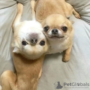 Zdjęcie №2 do zapowiedźy № 132464 na sprzedaż  chihuahua (rasa psów) - wkupić się Belgia hodowca