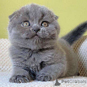 Zdjęcie №1. scottish fold - na sprzedaż w Berlin | 1159zł | Zapowiedź № 155489