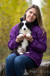 Zdjęcie №4. Sprzedam welsh corgi w Petersburg. od żłobka - cena - 2320zł