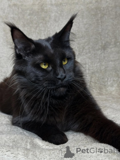 Zdjęcie №3. Poznaj Oriona odważnego, majestatycznego i pełnego serca. Mały król, który kocha. Holandia