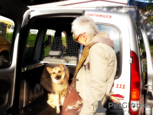 Zdjęcie №2. Usługi dostawy i transportu kotów i psów w Białoruś. Price - negocjowane. Zapowiedź № 9412