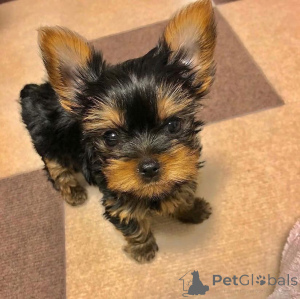 Zdjęcie №1.  - na sprzedaż w Indiana | negocjowane | Zapowiedź №161738