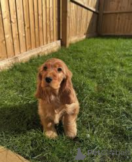 Zdjęcie №3. Amerykański cocker spaniel amerykański Welpen zu verkaufen. Wielka Brytania