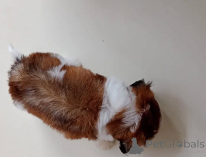 Zdjęcie №3. Wunderschöne Shih-Tzu-Welpen suchen einliebevolles neues Zuhause. Niemcy