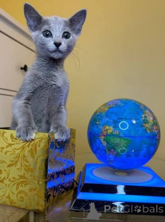 Zdjęcie №3. Sprzedam przepiękne, niegrzeczne kocięta Russian Blue. Liechtenstein