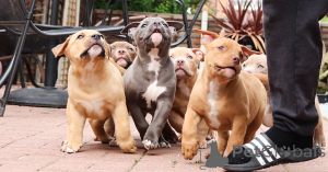 Zdjęcie №1. buldog amerykański - na sprzedaż w Dendermond | 2392zł | Zapowiedź №159414