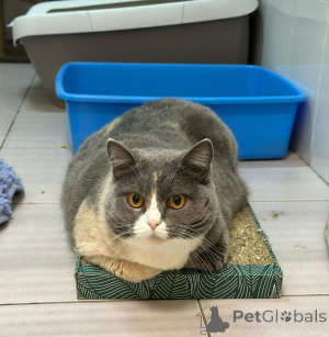 Zdjęcie №3. Na troskliwych właścicieli czeka Fenya, szkocka kotka mieszaniec. Federacja Rosyjska