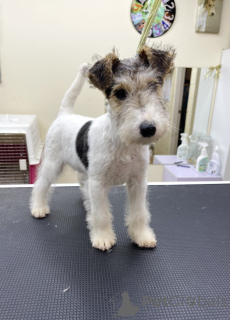 Zdjęcie №1. pies nierasowy - na sprzedaż w Chicago | 2541zł | Zapowiedź №152370