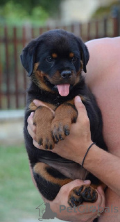 Zdjęcie №3. rottweilera. Serbia