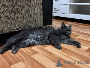 Zdjęcie №2 do zapowiedźy № 157487 na sprzedaż   - wkupić się Białoruś prywatne ogłoszenie