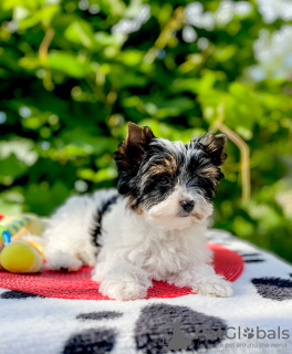 Zdjęcie №1. yorkshire terrier biewer - na sprzedaż w Bobruisk | negocjowane | Zapowiedź №107223