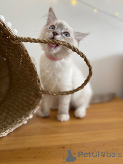 Zdjęcie №3. Luna elegancja, miłość i odrobina zabawy. Francja