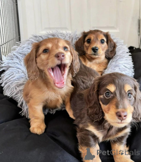 Zdjęcie №1. jamnik - na sprzedaż w Berlin | negocjowane | Zapowiedź №154725