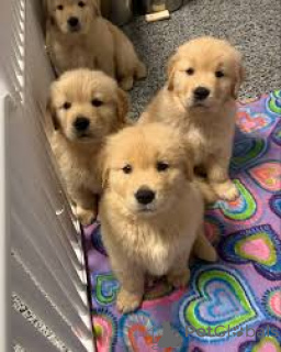 Zdjęcie №1. golden retriever - na sprzedaż w Marsylia | 4784zł | Zapowiedź №164311